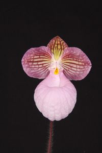 Paph. micranthum Micro It Aint